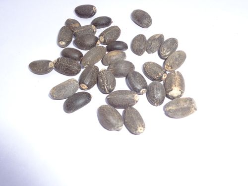 Jatropha Curcas Plant Seeds