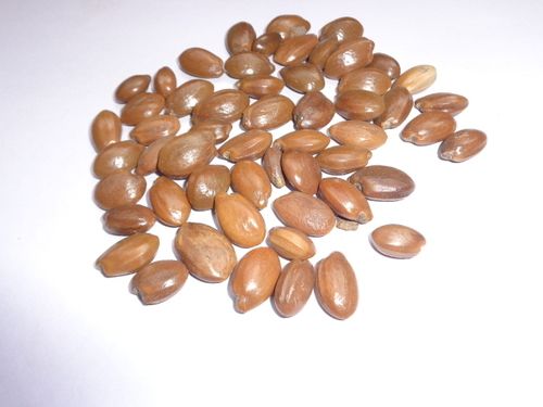 Mimusops Elengi Seeds