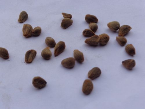 Thespesia Populnea Seeds