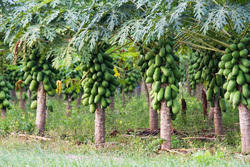 Natural Green Papaya Plant