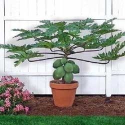 Natural Papaya Plant