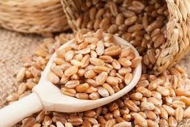 Aakash Wheat