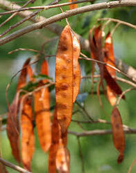 Albizia Procera Seeds