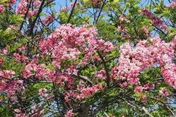 Cassia Javanica Plant