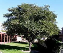 Outdoor Bauhinia Alba (Careeper) Plant