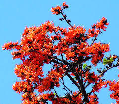 Outdoor Butea Monosperma Plant