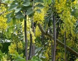 Outdoor Cassia Fistula Clean Plant