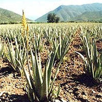 Outdoor Aloe Vera Plants