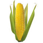 Maize