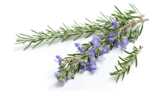 Rosemary - Natural Antioxidants