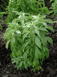Stevia Herbals Leaves