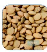 Richlea lentils