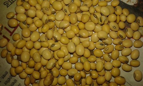 Red Soyabean Seed