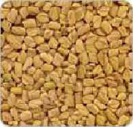 Fenugreek Seeds Gender: Female