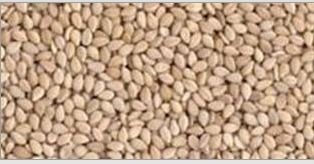 Natural White Sesame Seeds - 99.95% Purity, 48% Oil Content, 1.5% F.F.A. | High-Quality Snacks & Cooking Ingredient, Available in Multi Wall Paper & Plastic Bags