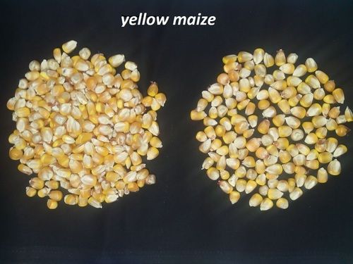 High Grade Yellow Maize
