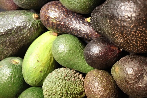 Fresh Avocado By Agricultural Product