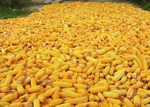 Nutritious Yellow Corn