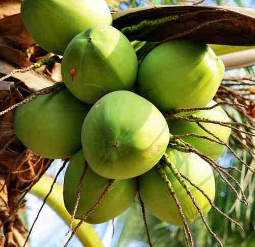 Tropical Fruit