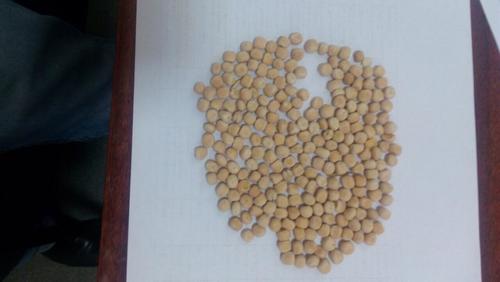 Common Yellow Peas