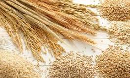 Australian Grains