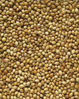 Coriander Seed