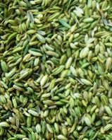 Fennel Seed