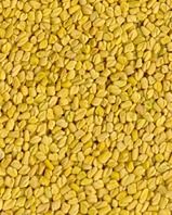 Fenugreek Seed