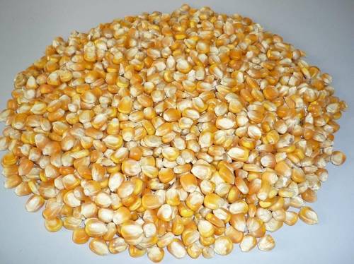 Indian Yellow Maize