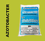 Azotobacter