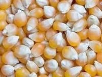 Maize Corn - High Digestibility Starch Feed Grain | Ideal Energy Source for Poultry