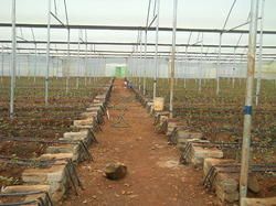 Green House Rose Cultivation