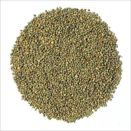 Green Millet - Premium Quality Nutritional Feed | High Protein, Ideal for Fodder and Cattle Food