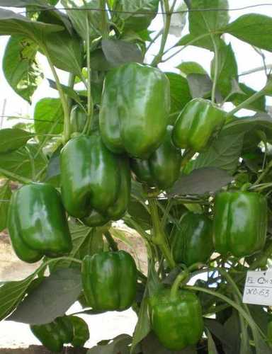 Capsicum