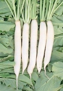 Radish