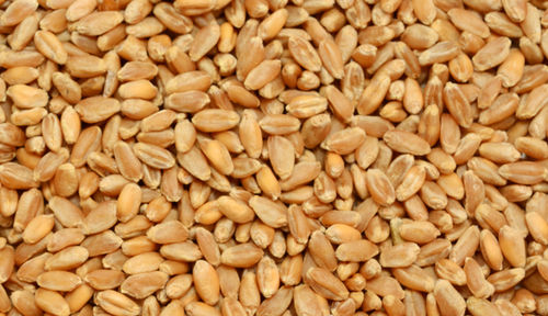 Indian Wheat