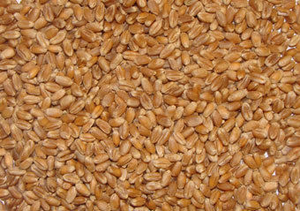 Wheat (Animal Feed)