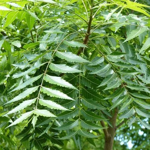 Neem Leaves