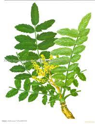 Boswellia Serrata Extract