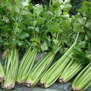 Celery