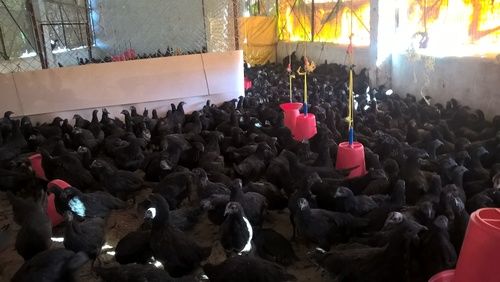 Kadaknath Black Chicken At Best Price In Jhabua Madhya Pradesh Kadaknath Poultry Farm 