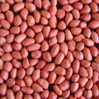 Multi Color Red Peanut Small