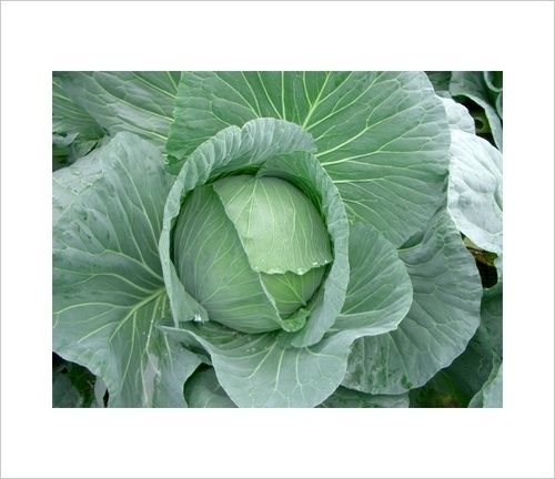 Cabbage