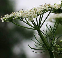 Cumin Seeds