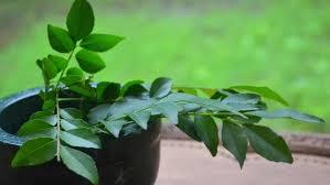 Curry Leaves