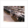 Cattle Feeds Supplement