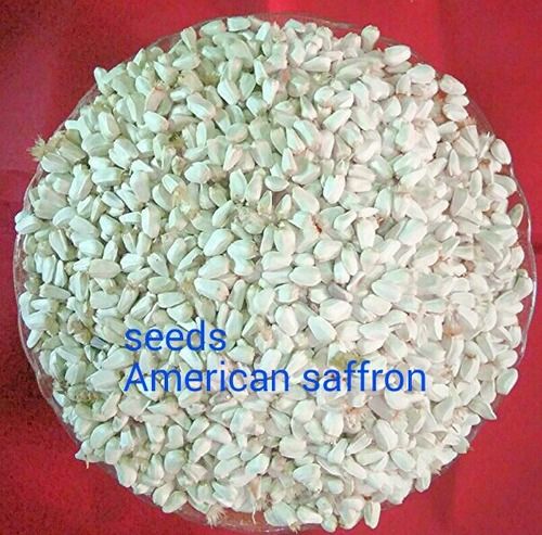 Kesar American Seeds