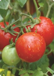 Yellow And Black Tomato Paste