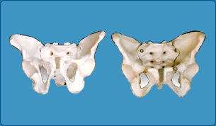 Adult Male/Fmale Pelvis