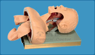 Multi-Functional Airway Management Model